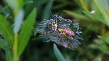 NET örümcek alıcı çekirge