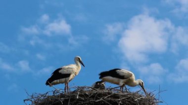 Mavi gökyüzü arka planda yuva oturan beyaz leylek aile 