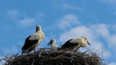 Mavi gökyüzü arka planda yuva oturan beyaz leylek aile 