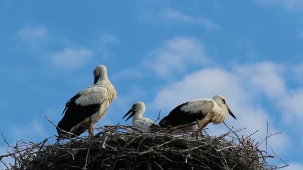 White Storks Family Sitting Nest Blue Sky Background — Stock Video