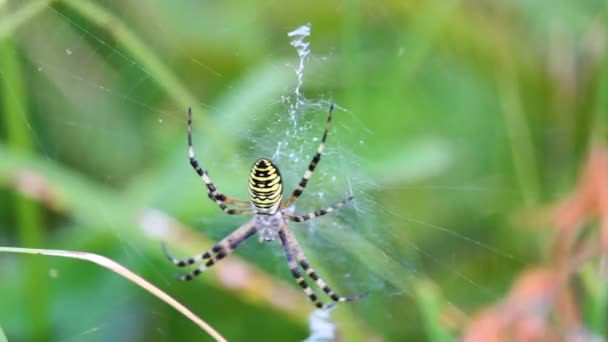 Yellow Spider Sitting Net — Stock Video