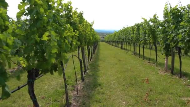 View Vineyard Rows Young Grapes Trees Daytime — Stock Video