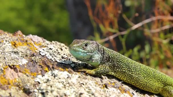 Close Green Lizard Lying Tree Bark — Stock Video
