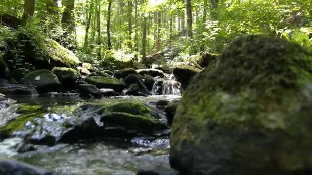 Vyhlídkový Pohled Potok Lese — Stock video