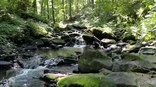 Vista Panorâmica Riacho Floresta — Vídeo de Stock