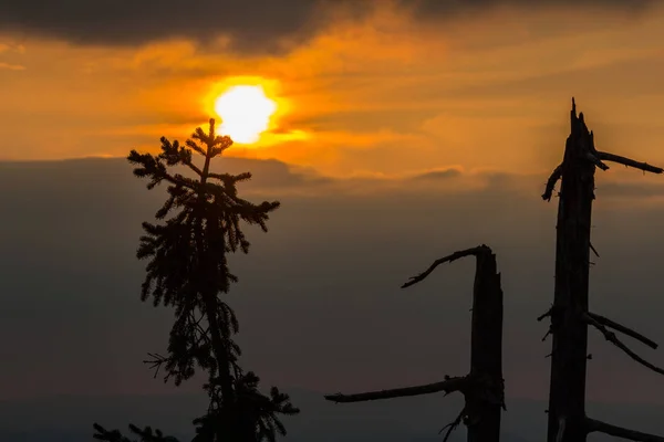 Detail of pine and dead trees in Sumava National Park at sunset, — Stock Photo, Image