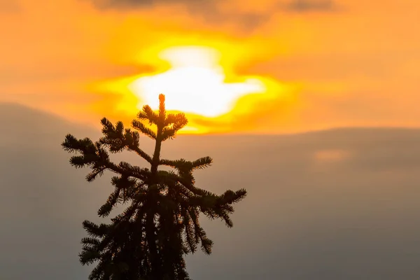 Detail of pine trees in Sumava National Park at sunset, Czech re — Stock Photo, Image