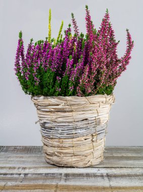 Calluna vulgaris, çalı çiçeği kırsal hasır tarlasında ahşap. 
