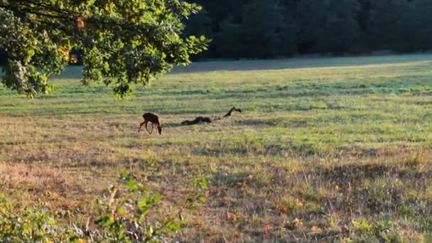 行鹿在草甸与树 捷克风景 — 图库视频影像