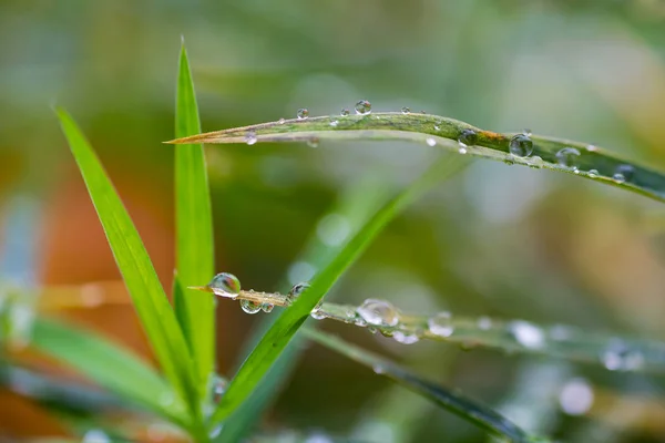 Macro photo of raindrop, water drop from morning autumn dew on g — Stock Photo, Image