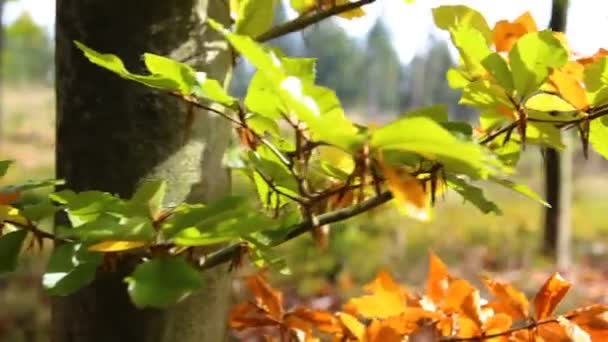 树枝上五彩缤纷的秋天树叶 — 图库视频影像
