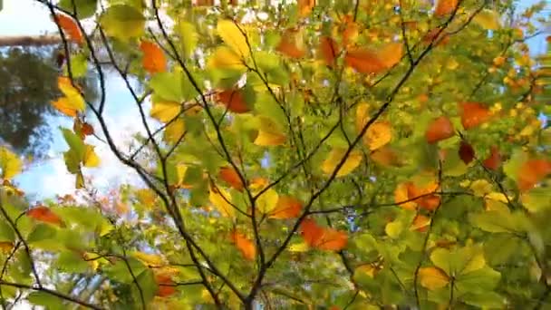 Feuilles Automne Colorées Sur Les Branches Des Arbres — Video