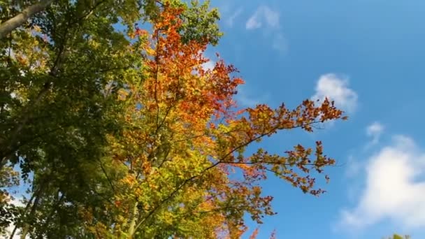 树枝上五彩缤纷的秋天树叶 — 图库视频影像