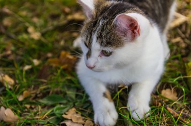 Önünden sonbahar yapraklarıyla çimlere uzanmış güzel bir kedi yavrusu.