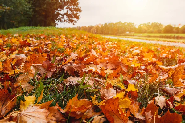 Autumn footpath near river Vltava with colorful autumn foliage l — Stock Photo, Image
