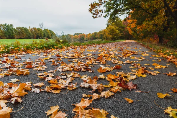 Autumn footpath near river Vltava with colorful autumn foliage l — Stock Photo, Image