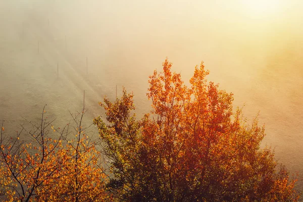 Вид з повітря на осіннє листя дерев з туманним туманом і стежкою на м — стокове фото