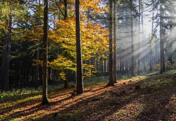 Ранковий осінній ліс з барвистим листям і сонячними променями в тумані — стокове фото