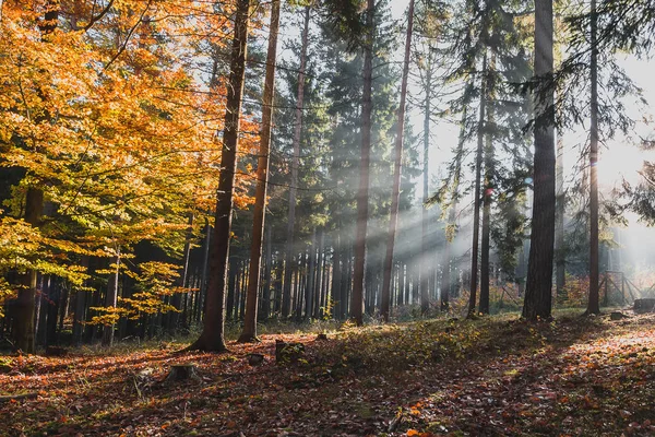 Осінній ліс з барвистим листям і сонячними променями в тумані, Ч — стокове фото