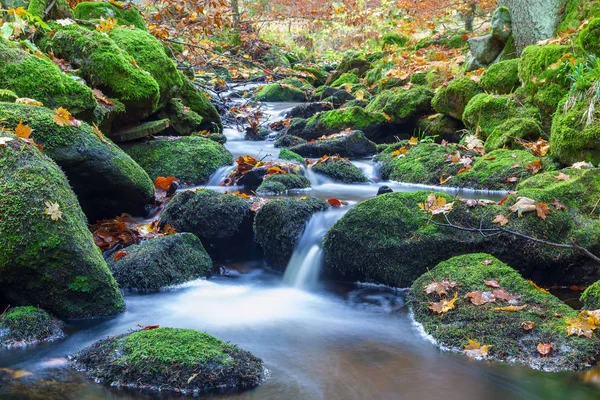 Bella piccola foresta ruscello, ruscello con foglie colorate autunno, lon — Foto Stock