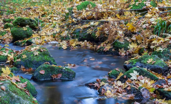 Bella piccola foresta ruscello, ruscello con foglie colorate autunno, lon — Foto Stock