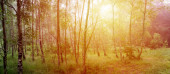 Картина, постер, плакат, фотообои "panoramic birch forest with misty fog at sunrise", артикул 393510138