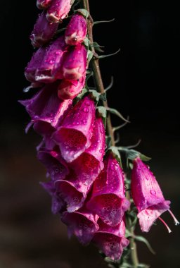 Koyu arkaplanda su damlası olan mor dijitalis çiçeği