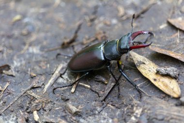 Dünyanın dört bir yanından gelen büyük erkek geyik böceği, doğa rezervi Palava, Çek Cumhuriyeti 