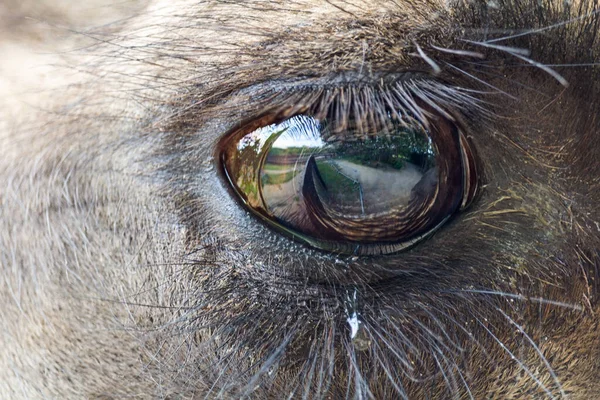 Macro Photo Eye Wild Bactarian Camel Side Camelus Ferus — Stock Photo, Image