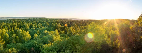 Панорамний Вид Літній Цех Лісовий Ландшафт Заході Сонця Природний Заповідник — стокове фото