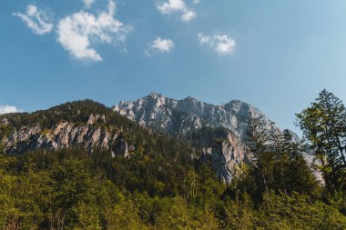 Avusturya Alpleri 'nin ağaçlı yaz manzarası