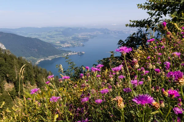 Lago Traunsee Con Montañas Los Alpes Flores Desde Mirador Aussichtsplatz — Foto de Stock