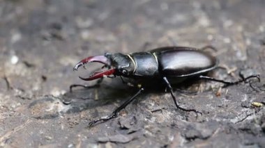 Dünyanın dört bir yanından gelen büyük erkek geyik böceği, doğa rezervi Palava, Çek Cumhuriyeti