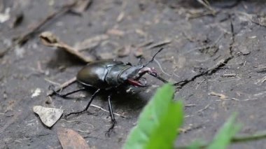 Dünyanın dört bir yanından gelen büyük erkek geyik böceği, doğa rezervi Palava, Çek Cumhuriyeti