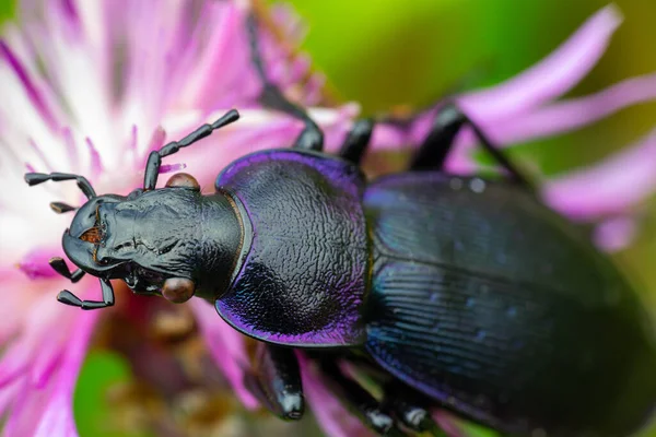 Macro Escarabajo Cuerno Largo Prionus Coriarius Flor Violeta — Foto de Stock