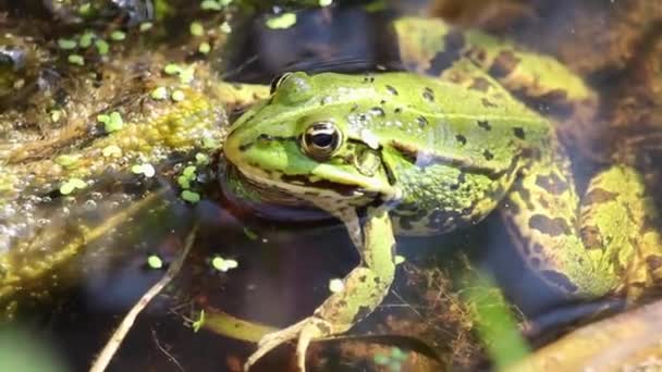 Calm Video Frog Sitting Water — Stock Video