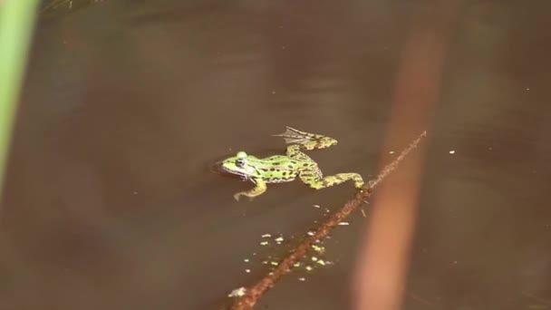 Filmaufnahmen Eines Kleinen Grünen Frosches Der Langsam Einem Teich Schwimmt — Stockvideo