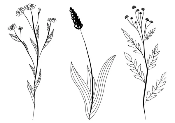 Σύνολο Μαύρο Σκίτσο Τρία Λιβάδι Λουλούδι Γρασίδι Χαμομήλι Φυτό — Διανυσματικό Αρχείο