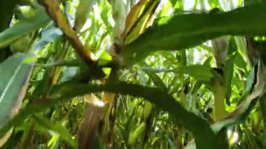 Aşağıdan gökyüzünde güneşe doğru bir mısır tarlasında çekilmiş. Tarım geçmişi