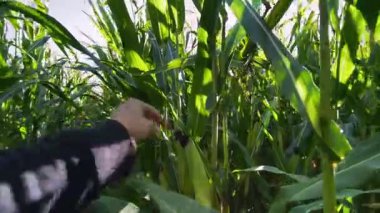 Çiftçinin eli, güneşli bir günde mısır tarlasında mısır filizi arıyor. Tarım, bitki yetiştirme kavramı