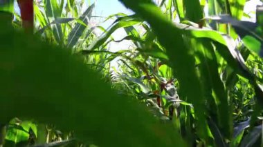 Güneşli bir günde mısır tarlasında yürümek. Tarım geçmişi