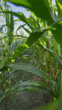 Güneşli bir günde mısır tarlasında yürümek. Tarım geçmişi