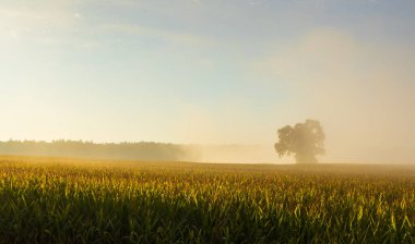 Güneş doğarken sisli sis olan mısır tarlasında yapayalnız bir ağaç. Çek tarım arazisi geçmişi