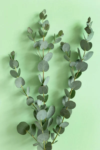 Eucalyptus branches on a green pastel background