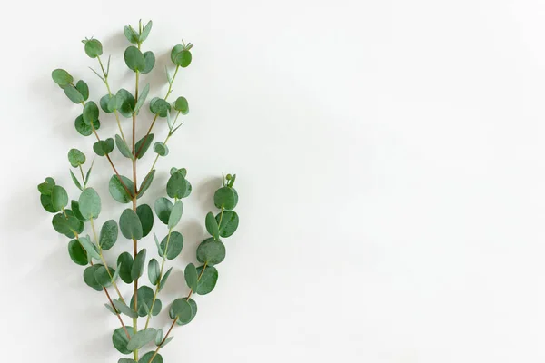 Flatlay of eucalyptus branch with copy space