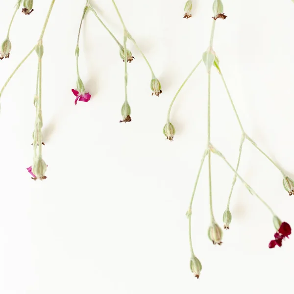 Wildflowers on white background