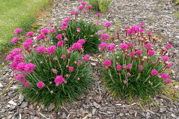 Sea Thrift Pink Fleurs Pleine Floraison Pendant Saison Printemps — Photo