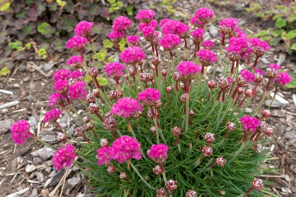 Deniz Tasarruf Pembe Çiçekler Bahar Sezonu Closeup Sırasında Tam Bloom — Stok fotoğraf