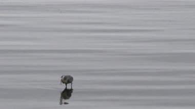 Ultra yüksek çözünürlüklü video 4k Beyaz Rock British Columbia Kanada closeup 3840 x 2160 yansıması balıkla beslenirler suda gölet ve göllerde bir eroin olacak