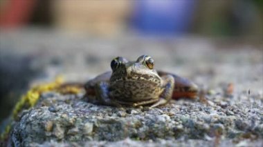 Ultra yüksek çözünürlüklü 4k video gözler şişkin ve hareket closeup uhd 3840 x 2160 nefes ile Pasifik ağaç koro kurbağa
